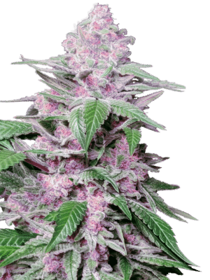 Purple Cookie Kush - Sensi Seeds feminisiert 3er Pack