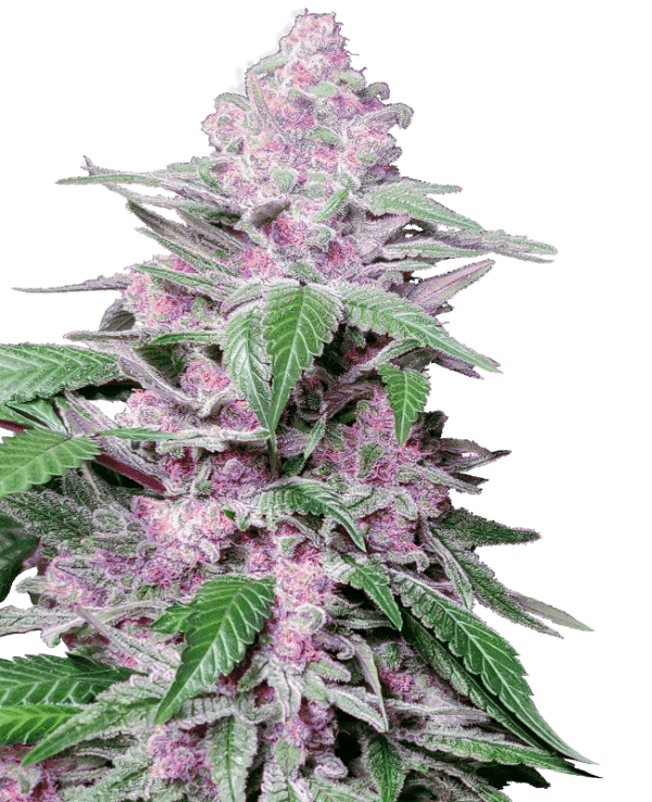 0000020_purple-cookie-kush-feminized-seeds_800.png Purple Cookie Kush - Sensi Seeds feminisiert 3er Pack