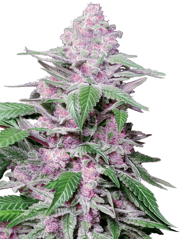 Purple Cookie Kush - Sensi Seeds feminisiert 3er Pack