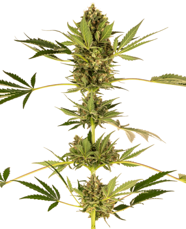 Himalayan CBD Sensi Seeds feminisiert 5er Pack