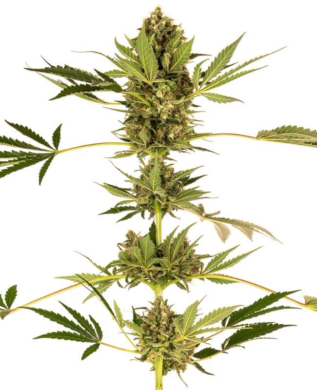 Himalayan CBD Sensi Seeds feminisiert 5er Pack