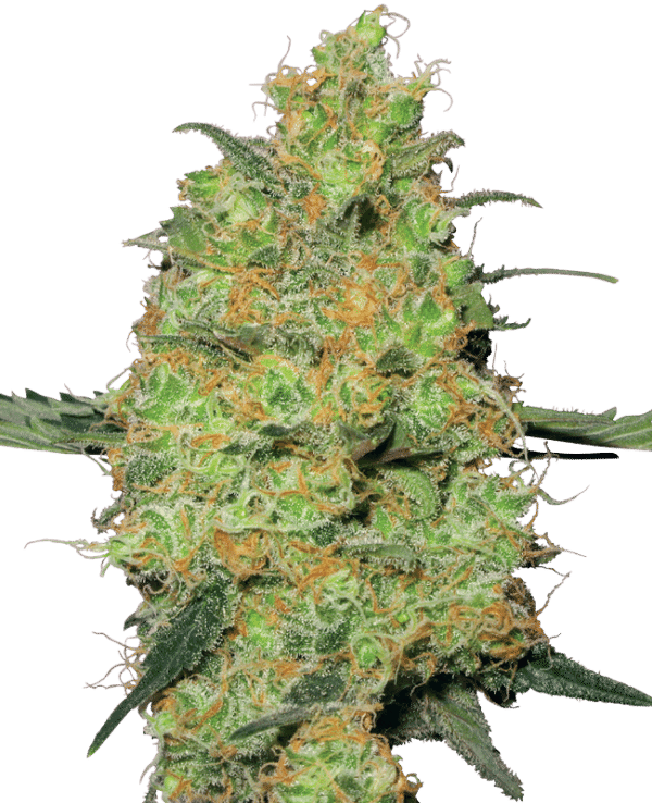Master Kush - Sensi Seeds feminisiert 3er Pack