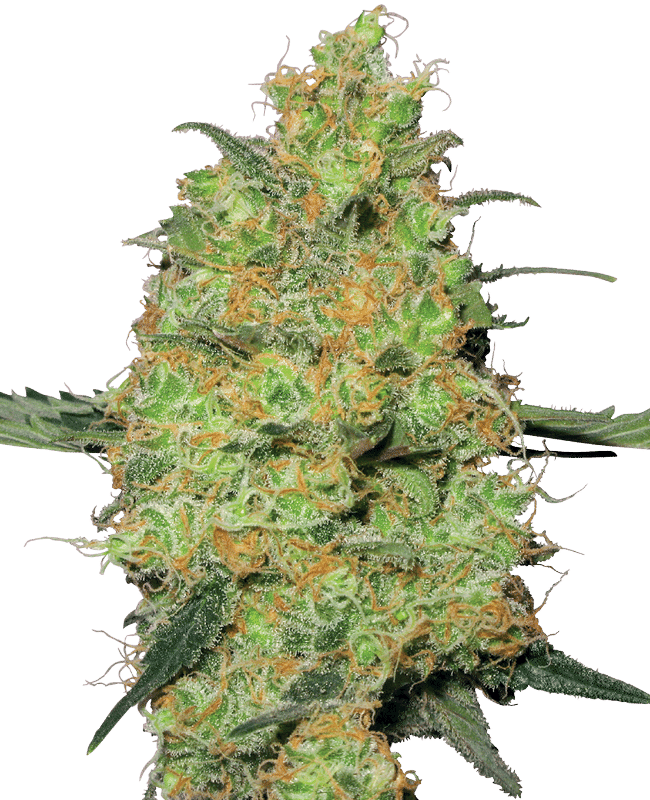 Master Kush - Sensi Seeds feminisiert 3er Pack