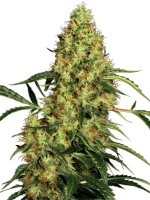 Mexican Sativa - Sensi Seeds feminisiert 3er Pack