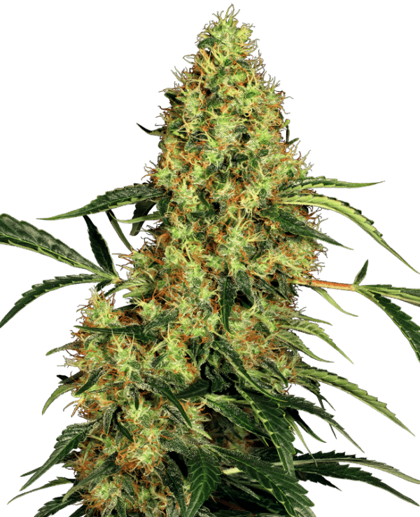 Mexican Sativa - Sensi Seeds feminisiert 3er Pack