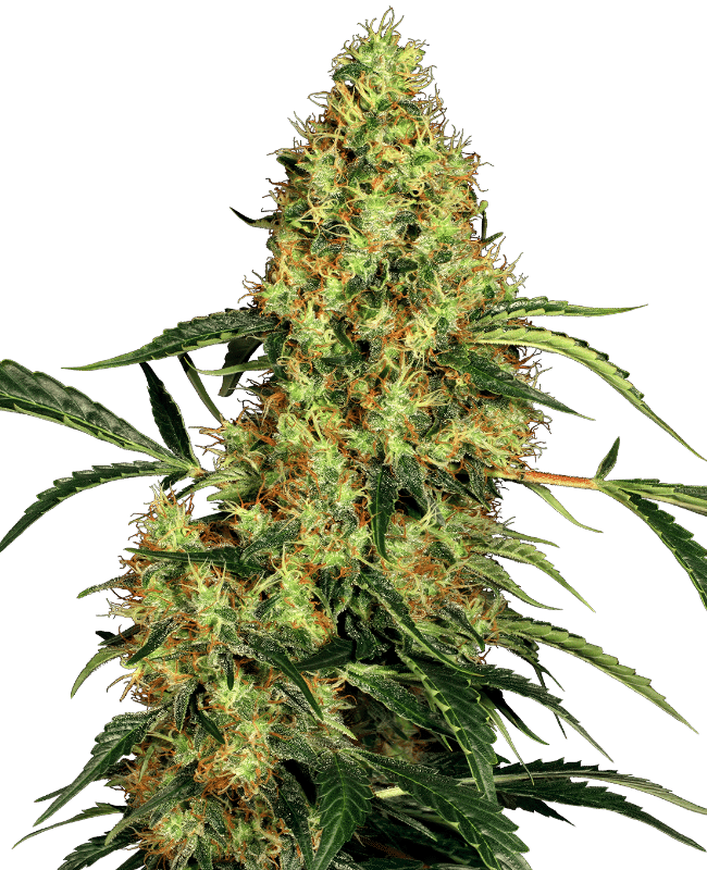 Mexican Sativa - Sensi Seeds feminisiert 3er Pack