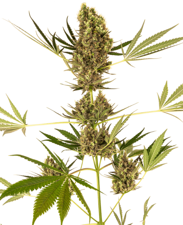 Alpine Delight CBD Auto Sensi Seeds 3er Pack