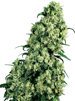 Skunk#1 - Sensi Seeds feminisiert 3er Pack