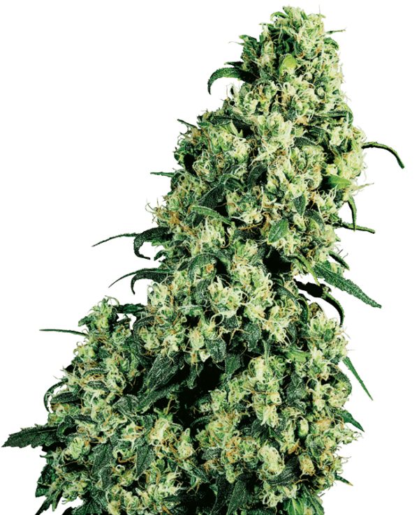 0000592_skunk-1-regular-seeds_800.png Skunk#1 - Sensi Seeds feminisiert 3er Pack