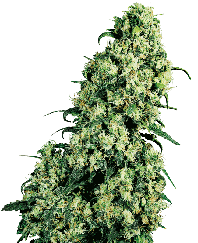 Skunk#1 - Sensi Seeds feminisiert 3er Pack