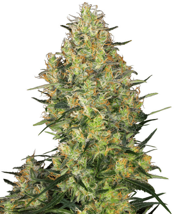 0000806_shiva-skunk-regular-seeds_800.png Shiva Skunk - Sensi Seeds feminisiert 3er Pack
