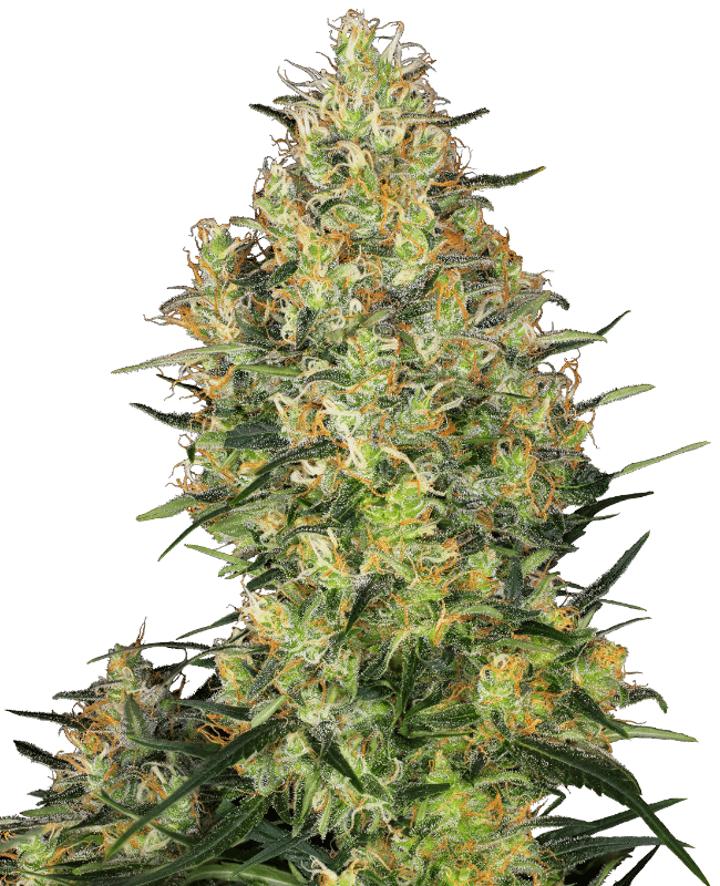 Shiva Skunk - Sensi Seeds feminisiert 3er Pack