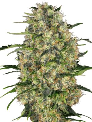 Black Domina - Sensi Seeds feminisiert 3er Pack