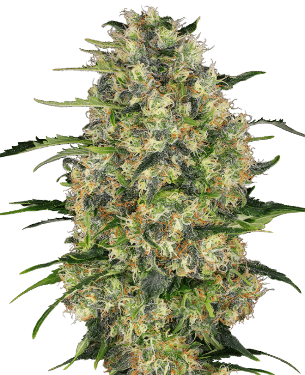 Black Domina - Sensi Seeds feminisiert 3er Pack