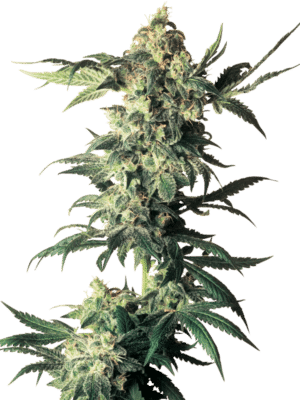 Northern Lights - Sensi Seeds feminisiert 3er Pack