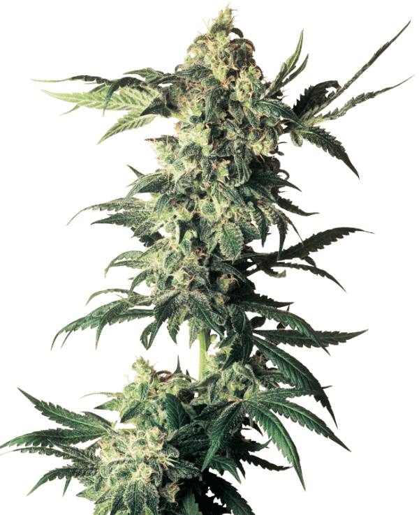 0000867_northern-lights-regular-seeds_800.png Northern Lights - Sensi Seeds feminisiert 3er Pack