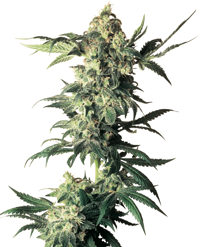 Northern Lights - Sensi Seeds feminisiert 3er Pack