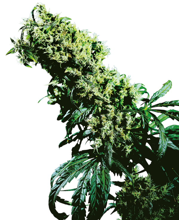 Northern Lights #5 x Haze - Sensi Seeds feminisiert 10er Pack