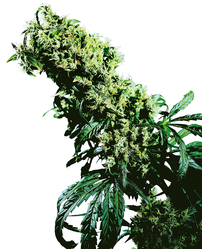 Northern Lights #5 x Haze - Sensi Seeds feminisiert 10er Pack