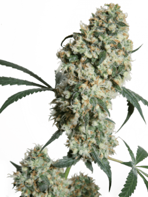 Ed Rosenthal Super Bud - Sensi Seeds regulär 10er Pack