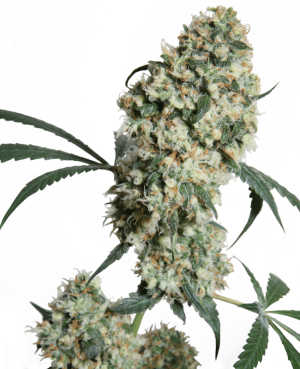 0000885_ed-rosenthal-super-bud-regular-seeds_800.png Ed Rosenthal Super Bud - Sensi Seeds regulär 10er Pack