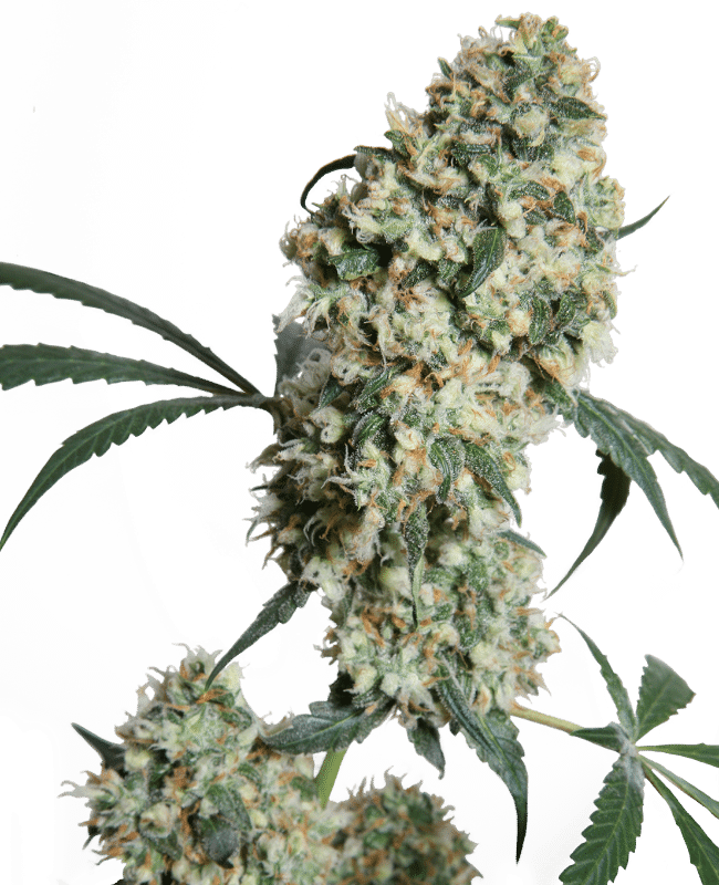 Ed Rosenthal Super Bud - Sensi Seeds regulär 10er Pack