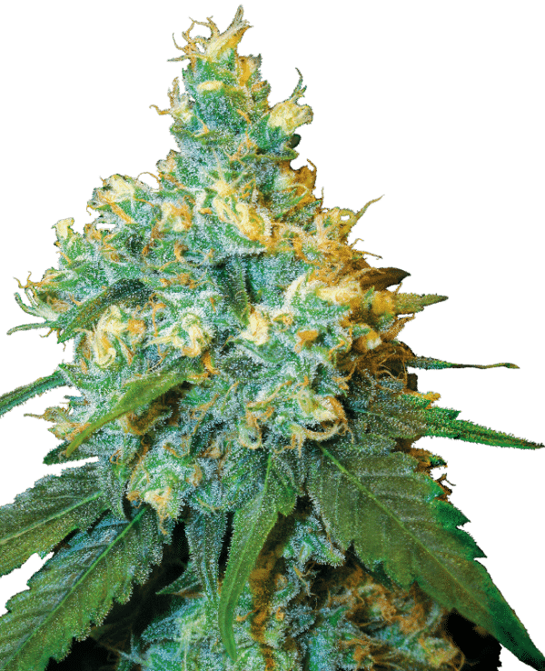 Jack Herer - Sensi Seeds regulär 10er Pack