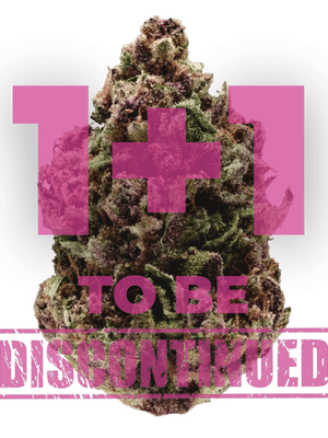 Pink Magic Fast Version – Growers Choice feminisiert 3er Pack Cannabis Samen