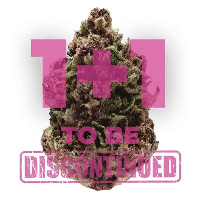 Pink Magic Fast Version – Growers Choice feminisiert 3er Pack Cannabis Samen