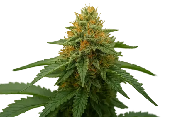24K Gold – DNA feminisiert 5er Pack