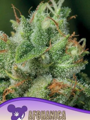 Afghanica - Anesia feminisiert 3er Pack