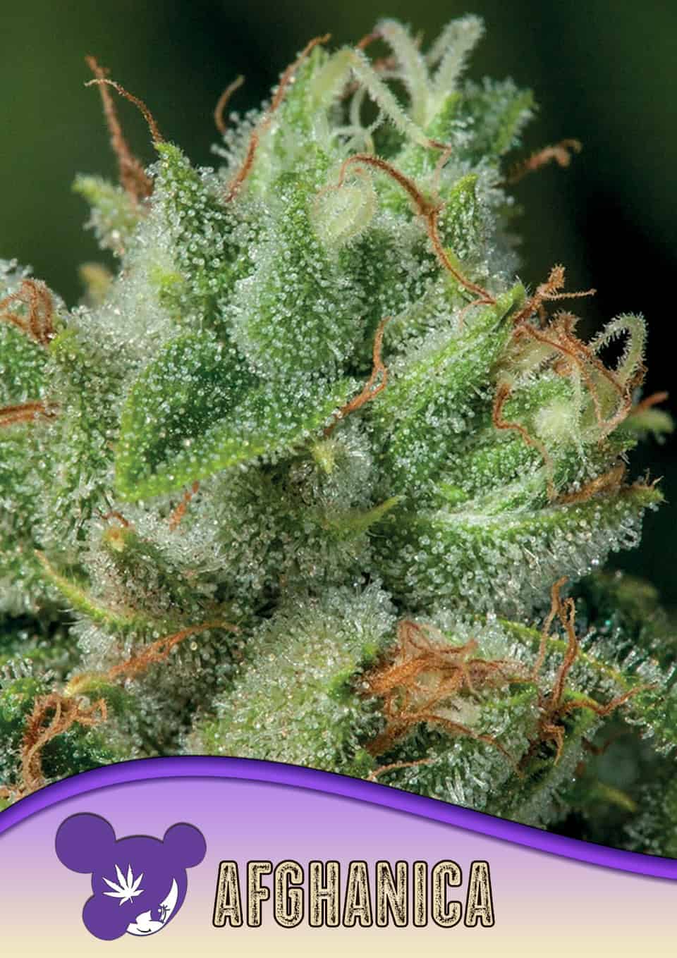 Afghanica - Anesia feminisiert 3er Pack