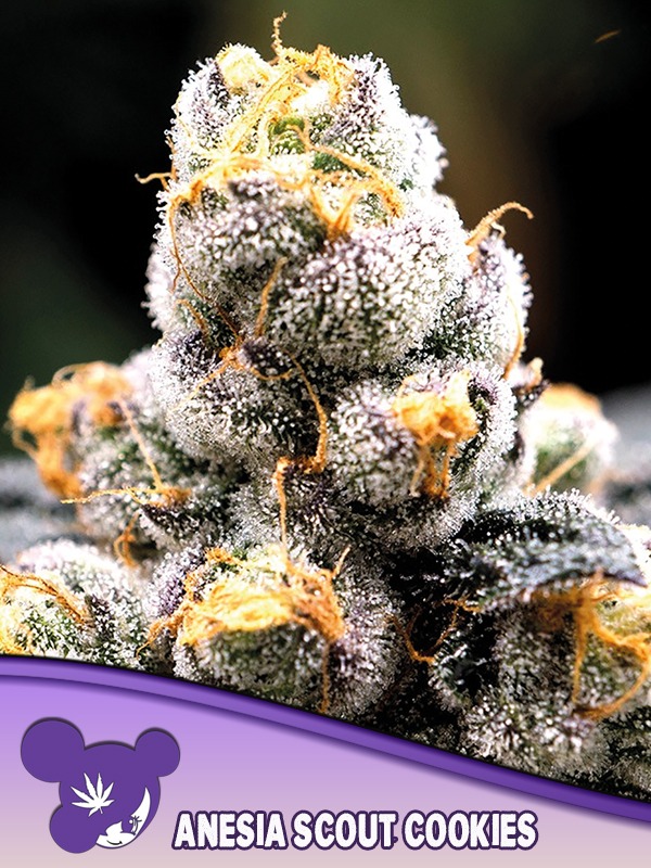 Anesia-Scout-Cookies-600x800-1.jpg Scout Cookies - Anesia feminisiert 3er Pack