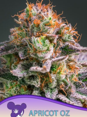 Apricot Oreoz - Anesia feminisiert 3er Pack