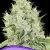 Anesia Seeds auto lemongrass Samen