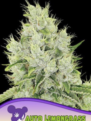 Anesia Seeds auto lemongrass Samen Anesia Seeds auto lemongrass Samen