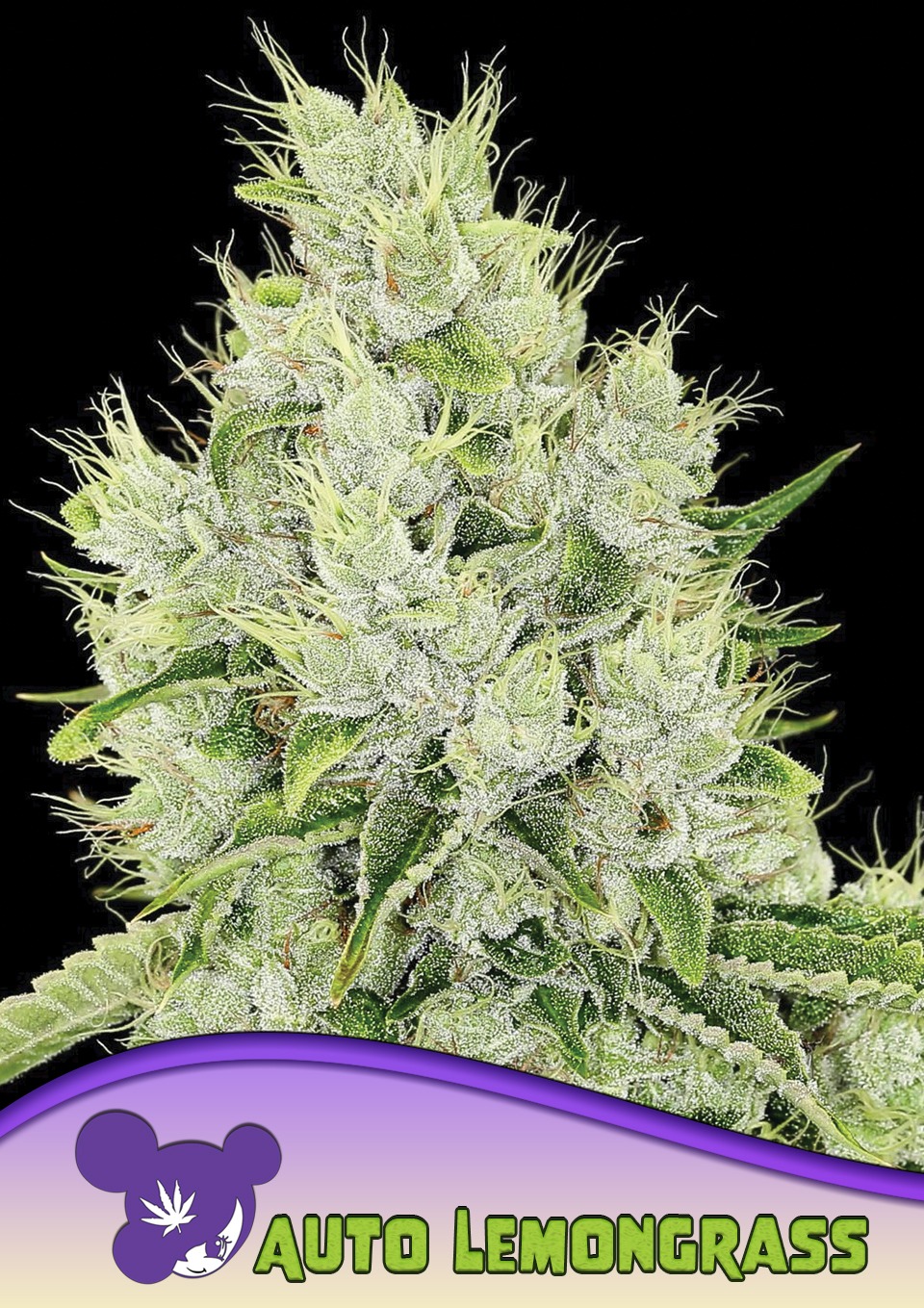 Lemongrass Auto - Anesia feminisiert 3er Pack