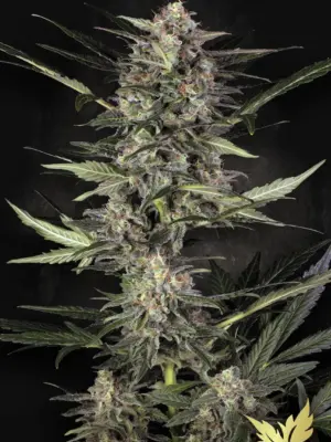 Wappa Auto - Paradise Seeds feminisiert 3er Pack