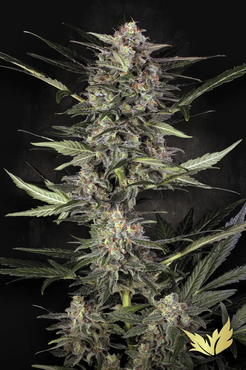 Wappa Auto - Paradise Seeds feminisiert 3er Pack