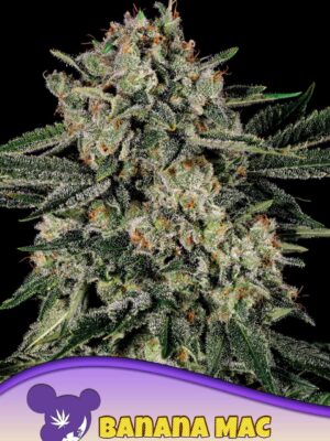 Anesia Seeds banana mac Samen Anesia Seeds banana mac Samen