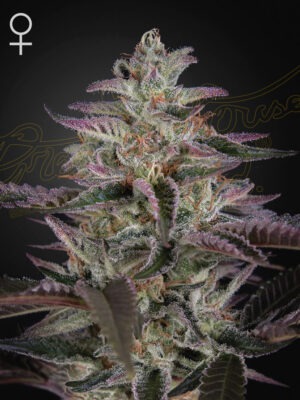 Banana Krumble - Green House Seed Co. feminisiert 3er Pack