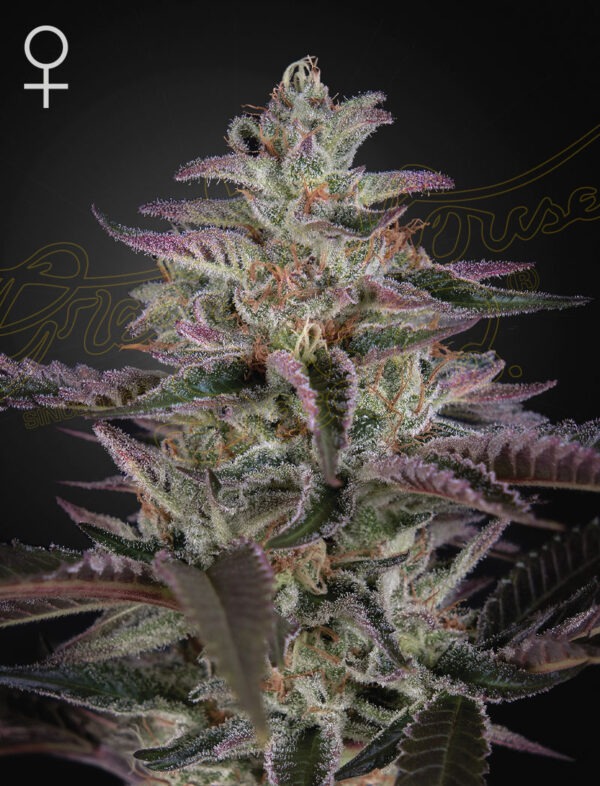 Banana Krumble - Green House Seed Co. feminisiert 3er Pack