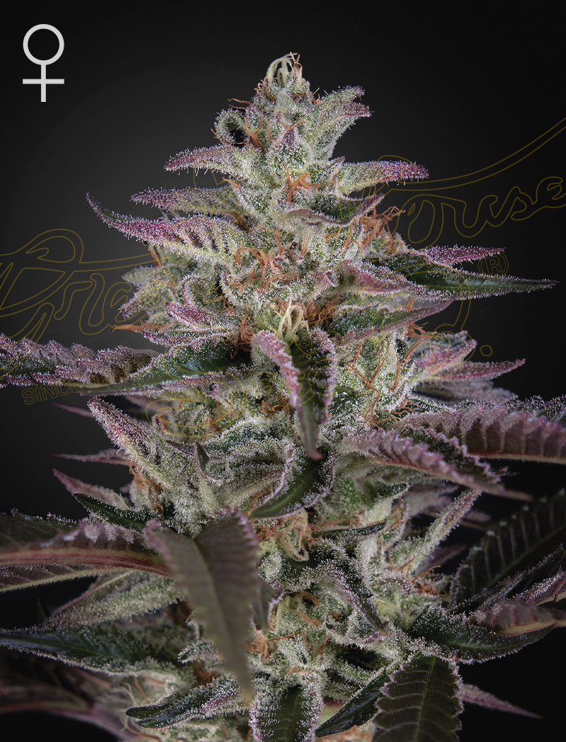 Banana Krumble - Green House Seed Co. feminisiert 3er Pack