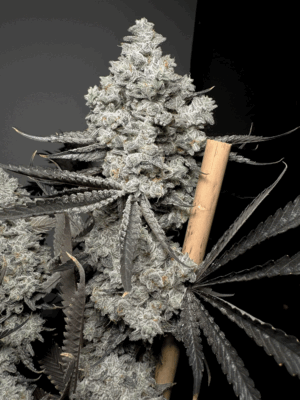 Barf Breath - Solfire Gardens feminisiert 6er Pack