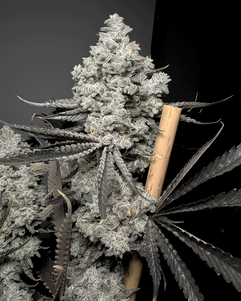 Barf Breath - Solfire Gardens feminisiert 6er Pack