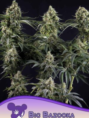 Anesia Seeds big bazooka Samen Anesia Seeds big bazooka Samen