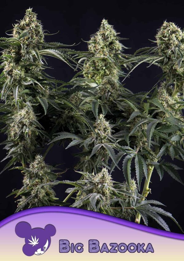 Anesia Seeds big bazooka Samen