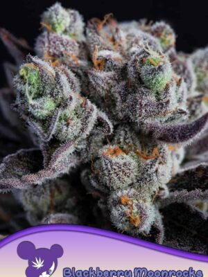 Anesia Seeds blackberry moonrocks Samen