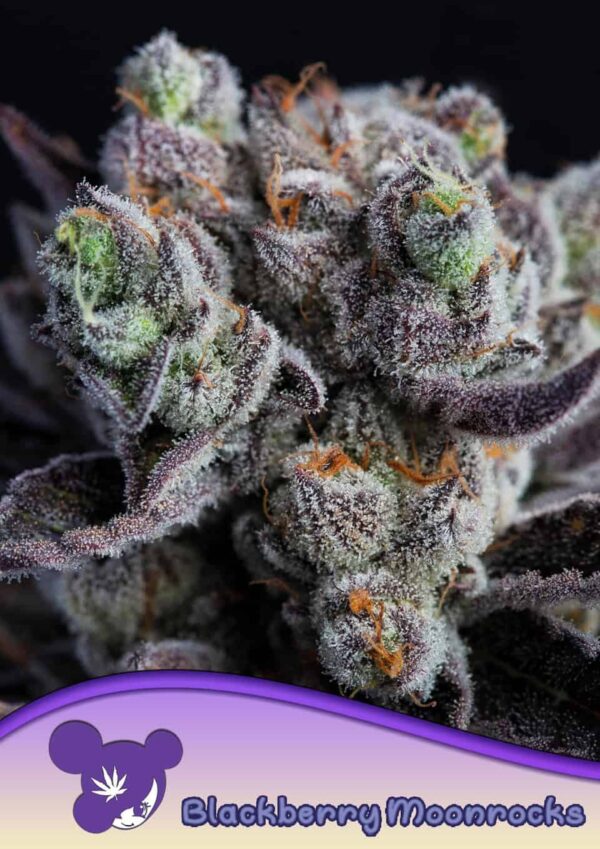 Anesia Seeds blackberry moonrocks Samen
