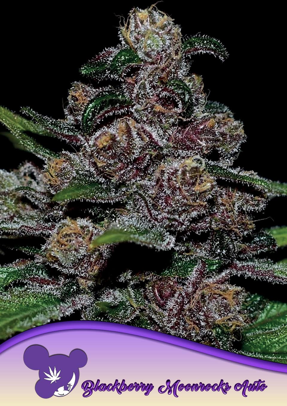Blackberry Moonrocks Auto - Anesia feminisiert 3er Pack